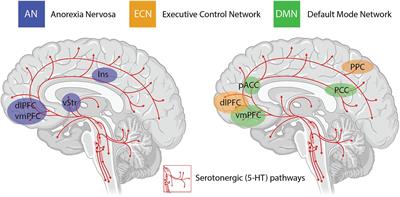 Rethinking Therapeutic Strategies for Anorexia Nervosa: Insights From Psychedelic Medicine and Animal Models